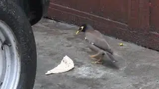 MYNAH TALKING BIRD IN POONCH ,   मैना  की आवाज  MAINA लाली पक्षी TALKING COMMON  MYNAH , GOTARI BIRD