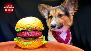 ASMR Mukbang Corgi Dog Eating Hamburger 🍔