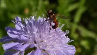 Sicus ferrugineus (Conopidae-Diptera) Parade inhabituelle 2016