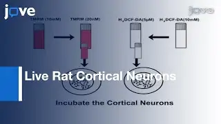 Determination: Mitochondrial Membrane Potential & Reactive Oxygen Species l Protocol Preview