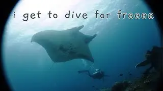 what I do as a marine megafauna research assistant🦈