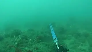 Get&uacute;lio Sales ,spearfishing Natal RN dent&atilde;o camurupin