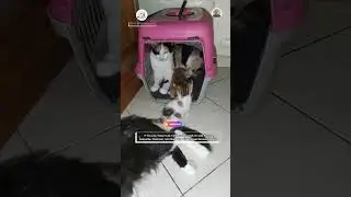 #shorts Day 26 #Cat #Fitness #Daily #Maintenance #Session For #Tiny #Baby #Kittens #Chloe And #Simba