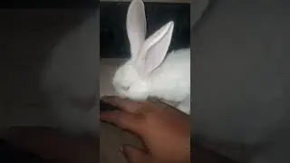 love #youtubeshorts #love #rabbite #pet #bunny #cute #viral