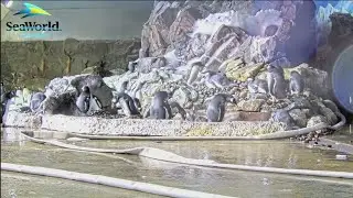 SeaWorld San Diego revives Penguin Cam for holiday joy with streaming snow-filled encounters