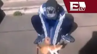Joven es condenado a prisi&oacute;n por maltratar a un gato en Francia / Titulares con Vianey Esquinca