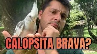 COMO AMANSAR CALOPSITA BRAVA EM 3 PASSOS