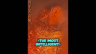 Kongs Intelligence 🥶 #godzilla #kong #kingkong #kong2021 #gxk #godzillaxkong #kotm #shorts #edit #fy