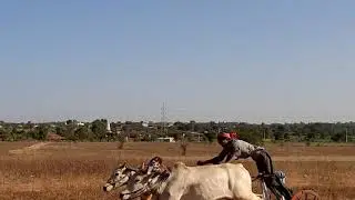 %&Indias Death Race Game with Bullock Cart
