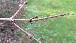 Field Maple (Acer campestre) - branches & buds - January 2018