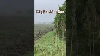 Magical Roe Doe: a graceful skip through the field #wildlife #shorts #viral