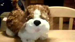 Tutti Frutti dog