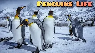 Sea Life Sydney Aquarium Australia | Penguin Live Show | Penguin Island | Penguins Life