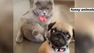 Funny Cat Viral Compilation 🐱