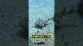 Angel Sharks I The Ambush Predators of the Deep
