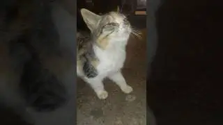 Бедняжка, ей нужен особый уход за одним глазом, но я позабочусь о нем. Поддержите нас❤️🙏 #cat #دعمكم