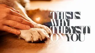 Why Your Dog Sits on Your Feet &ndash; Not Just for Warmth