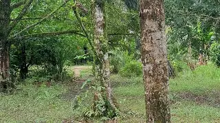 live jaga durian gaees