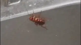 Cockroaches Treatment by Auzzie Pest Control