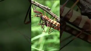 Assassin bugs 🇧🇷 Brazil