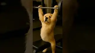 Alpha Dog Butter vs 10kg Bench - 알파견의 벤치프레스 #Shorts #FunnyDog #alphadog  #PuppyShorts  #benchpress