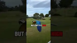 Parrot vs Eagle