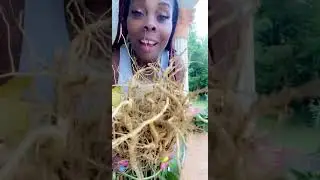 How to clear up Mucus&hellip; Anamu Root /Guinea Hen Root #herbs #alkaline