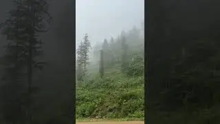 Fog + Greenery #nature #natureexplorer #naturephotography