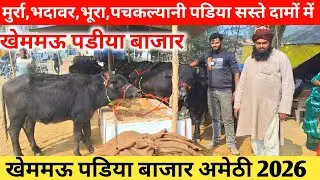 Top quality मुर्रा,भदावर,भूरी पचकल्यानी पडिया सस्ते दामों में |Khemmau padiya bazar Amethi |Padiya 