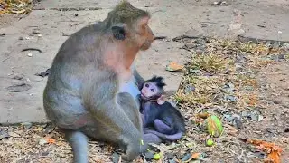 Mom monkey Jing is feeding milk for her beloved baby monkey