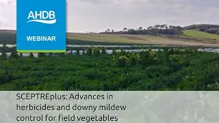 SCEPTREplus: Advances in herbicides and downy mildew control for field vegetables