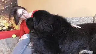 Cuddle time and relax with Newfoundland dog Lex/but not everyone thinks so/