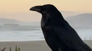 Ravens and Sanderlings Sunset Beach Walk Ocean Beach, San Francisco 
