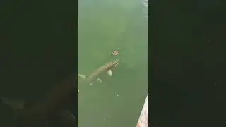 big fish trailer big fish movie big fish and begonia big fish vince staples big fish cutting #fish