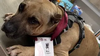 Blu 🐶✨❤️ ¿Qué ha pasado con el, dónde está? 🤨 @Oscar Rebora ¡Gracias por todo el apoyo!