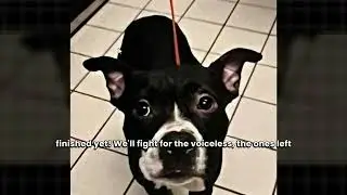 Justice for Dexter | Powerful Protest Song Against Animal Cruelty