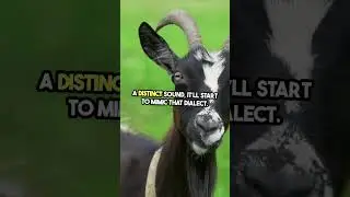 Goat Accents &ndash; The Baa-mazing Dialect Shift! 🐐🗣️