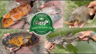 PESCARIA NO LAGO 🎣 PEGAMOS MUITOS PEIXES (Criatório 4K)