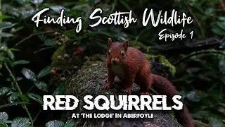 Finding Scottish Wildlife: Red Squirrels at The Lodge, Aberfoyle