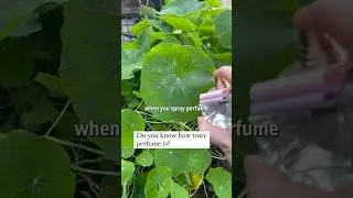 How toxic perfume is to plant leaves