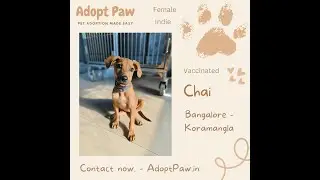 #adopt Chai | Bangalore #adoptaindie #supportlocalshelters