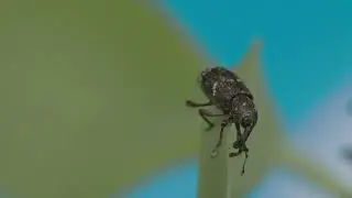 How to get rid of Black Vine Weevil
