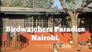 PART 2 BIRDWATCHERS PARADISE//A GUIDED TOUR OF THE #STEDMAK GARDENS KAREN #NAIROBI SANCTUARY.