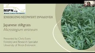 Japanese stiltgrass: Emerging Midwest Invasive