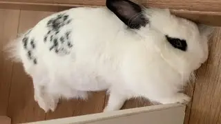 Cute Bunny ADORABLE FLOP! | Lily Bobtail #shorts