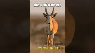 This Antelope&rsquo;s Giant Nose Is a Survival Superpower 😲🦌 #trending #facts #viralvideo#shorts #viral