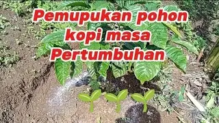 Doping kopi melalui pemupukan dimasa Vegetatif