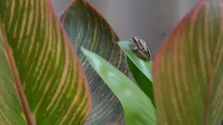 Live Frog Camera (Lots of frogs today)