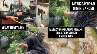 A day in my life &ldquo; metik sayuran di mini garden lanjut masak &ldquo;