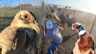 Catching Pheasants! | Game Bird Farm
